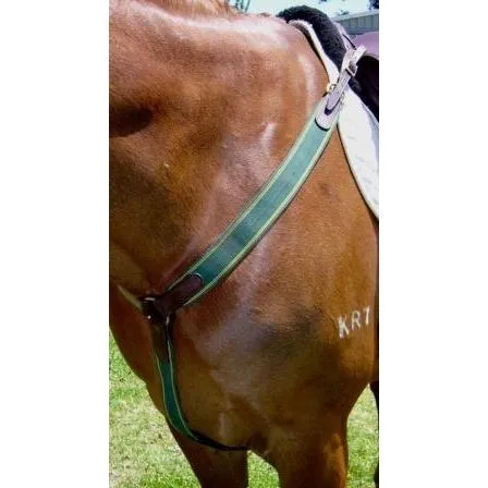 Anthony Thomas Signature Range Elastic Y-Breastplate