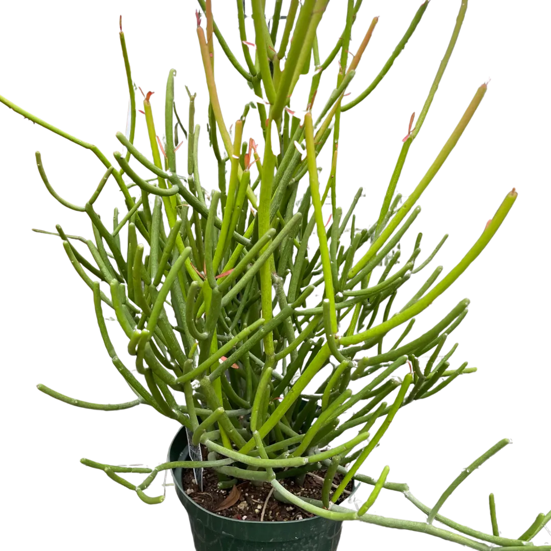 EUPHORBIA 'PENCIL CACTUS'