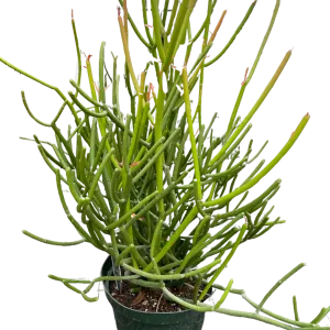 EUPHORBIA 'PENCIL CACTUS'